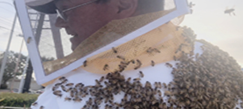 View Slideshows of honeybees and moving them to new hives