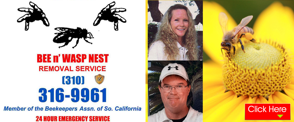Bee Removal Service in Torrance, CA 90503